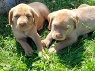 Magyar Vizsla Drahthaar Welpen in liebevolle Hände - Wetschen