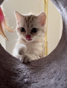 Britisch Kurzhaar Katze in Silber – Weiblich – Geboren am 10.05.2025 - Mölln Zentrum
