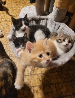 Mainecoon Mix Kitten - Stadland