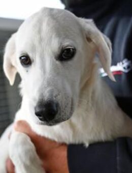 Taiga sucht liebe Menschen - Neuss