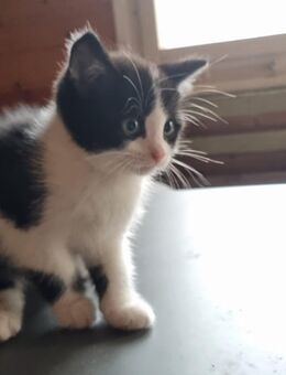 5 Kätzchen - Frankfurt (Main)