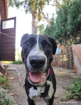 Szofia VA Quirlig, sensibel und voller - Neustadt (Rübenberge)