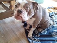 Old English Bulldog - Sosberg