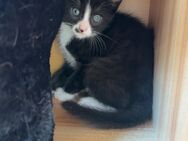 Kitten - Hettstedt