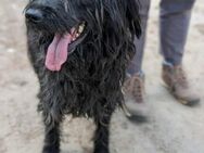 Neo, Schnauzer-Mix (geb. 10/2019) - Pegnitz