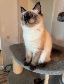 Siam kitten - Aachen