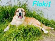 Floki1ein großer Kuschelbär 10/23 ESP - Ruppertsecken