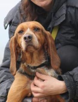 BONITA - menschenbezogene, ruhige Hündin - Aerzen