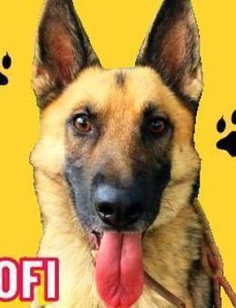 Treuer Begleiter KOFI - Gefrees