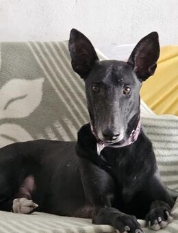 Phoenix-Schüchterner Greyhound-Rüde - Bad Camberg