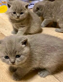 Reinrassige Bkh Kitten in blue - Brakel