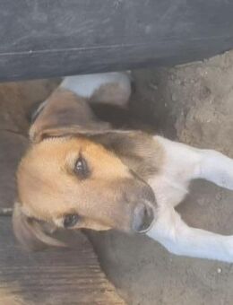 ❤️🐾 Mike SUCHT EIN ZUHAUSE 🏡🐶 - Stuttgart