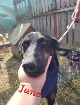 JUNO - große Hündin, großes Herz... - Konstanz