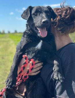 Feiner Bono 💗 Terrier-/Kroat.Schäfi-Mix - Hamburg