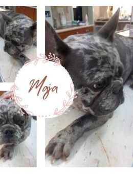 Maja PP Merle Mädchen sucht Geborgenheit - Neustadt (Rübenberge)