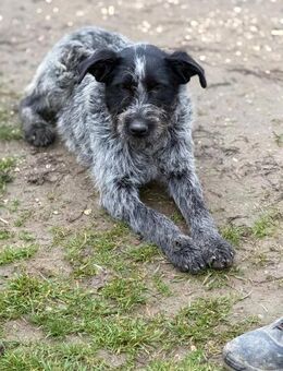 Ich heiße Luka ... - Frankfurt (Main)