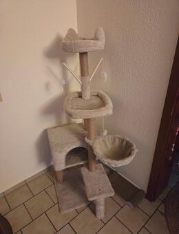 Kratzbaum, Toilette, Streu, Futter, Spielzeug, Erstausstattung! - Strullendorf