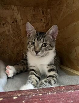 Marley mit den Riesenohren - Süderbrarup