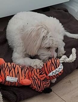 Bella - Ettinghausen