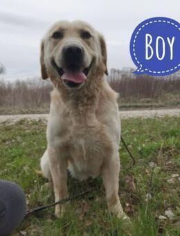 Boy ein Familienhund - Flörsheim-Dalsheim