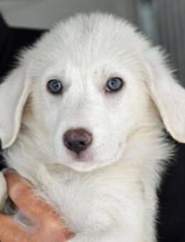 Familie für Tofu gesucht - Neuss