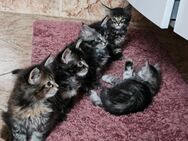 Maine Coon Kitten (einmaliger Wurf) - Balgheim