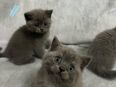 Bkh Kitten in 38226
