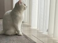 Wunderschöne Britisch Kurzhaar Katze sucht liebevolles Zuhause 🤍🐾 - Hannover Döhren-Wülfe