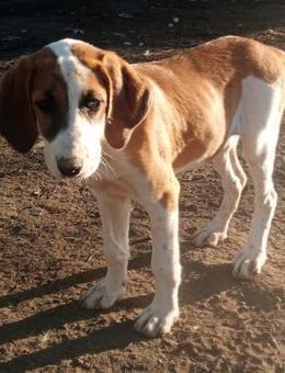 MUFFIN - süße Welpine sucht Heim - Aerzen