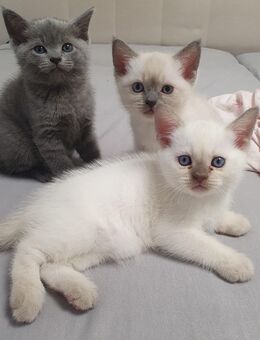 BKH Kitten Grau/Blau und Weiß weiblich männlich WT 25 Mai - Hamburg