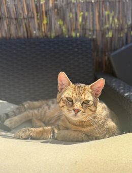 Wunderschöne Kitten zu verkaufen - Bad Ditzenbach