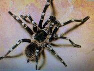 Weissknievogelspinne, männlich (Acanthoscurria geniculata) - Cham