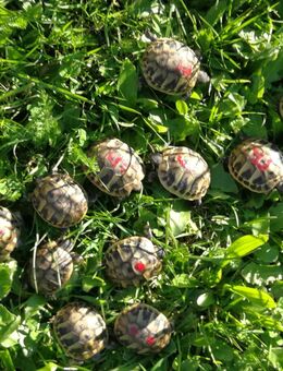 Landschildkröten - Babys - Neuhof (Hessen)