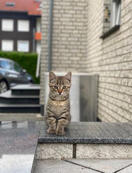 🐾 Süße Babykatzen suchen ein liebevolles Zuhause 🐾 - Bielefeld