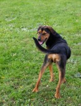 RICO - mit Feuereifer dabei sein - Overath