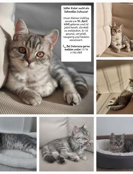 BKH KATER 14 WOCHEN ALT - Berlin Neukölln