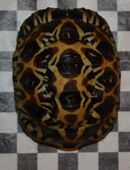 Gebe eine Strahlenschildkröte ab zweijährig in 15938