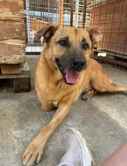 Strahlehund Charly - Kallmünz