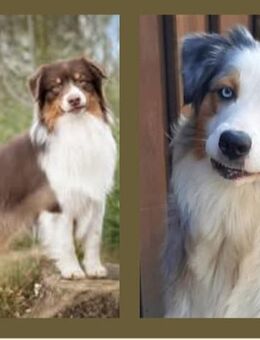 Australian Shepherd Welpen - Reher