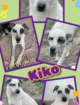 lieber Rüde Kiko neue Heimat gesucht - Nürnberg