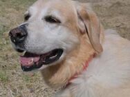 MAX 🍀🍀🍀 Senior sucht Altersruhesitz - Herxheim (Landau)