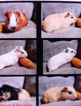 Meerschweinchen Sauen 8 Wochen bis 3 Jahre - Zarrentin (Schaalsee)