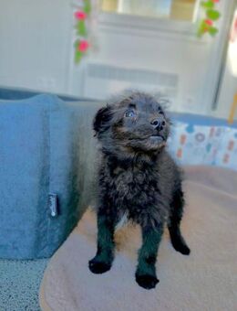 🖤❤️ Welpe Mabel sucht Liebe ❤️🖤 - Eislingen (Fils)