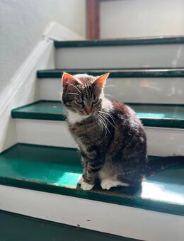 Grau getigerter Kater abzugeben - Krefeld