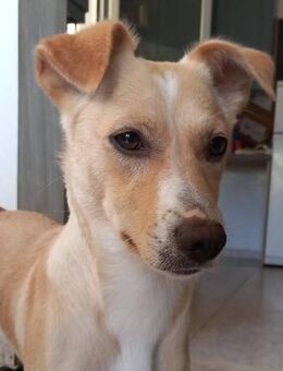 HEDI - verkuschelt und liebenswürdig - Aerzen