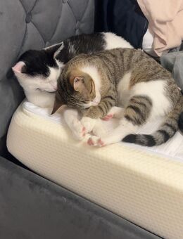 Katzen zu verkaufen - Velbert