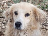 TESSA-5 jährige,hübsche Hündin, 53 cm - Rösrath