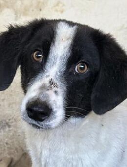 Amora, geb. ca. 03/2024, GRIECHENLAND - Euskirchen