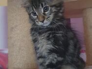 Maine coon babys xxl - Gerolstein