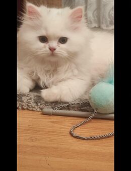 Perser-Kitten reinrassig mit Nase - Potsdam
